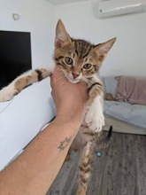 POIROT, Katze, Europäisch Kurzhaar in Zypern - Bild 3
