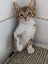POIROT, Katze, Europäisch Kurzhaar in Zypern - Bild 4