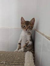 POIROT, Katze, Europäisch Kurzhaar in Zypern - Bild 5