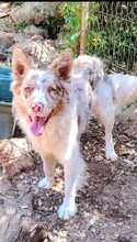 RUDY, Hund, Border Collie-Mix in Spanien - Bild 1