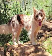 RUDY, Hund, Border Collie-Mix in Spanien - Bild 3