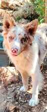 RUDY, Hund, Border Collie-Mix in Spanien - Bild 4