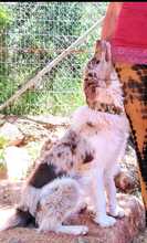 RUDY, Hund, Border Collie-Mix in Spanien - Bild 5