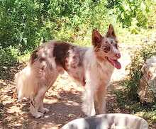 RUDY, Hund, Border Collie-Mix in Spanien - Bild 6