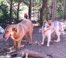 RUDY, Hund, Border Collie-Mix in Spanien - Bild 7