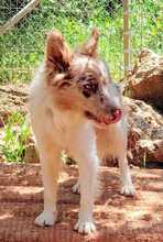 RUDY, Hund, Border Collie-Mix in Spanien - Bild 8