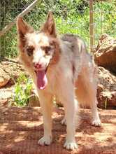 RUDY, Hund, Border Collie-Mix in Spanien - Bild 9