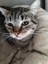 ROSIE, Katze, Europäisch Kurzhaar in Ebrach - Bild 1