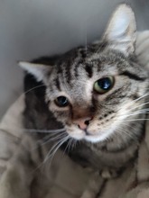 ROSIE, Katze, Europäisch Kurzhaar in Ebrach - Bild 2