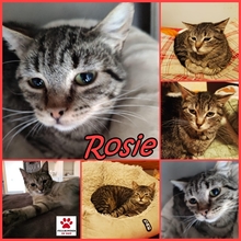 ROSIE, Katze, Europäisch Kurzhaar in Ebrach - Bild 3