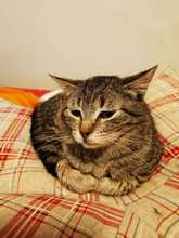 ROSIE, Katze, Europäisch Kurzhaar in Ebrach - Bild 4
