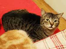 ROSIE, Katze, Europäisch Kurzhaar in Ebrach - Bild 6