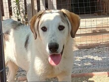 LEOPOLD, Hund, Mischlingshund in Griechenland - Bild 1