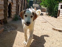 LEOPOLD, Hund, Mischlingshund in Griechenland - Bild 2