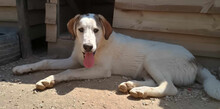 LEOPOLD, Hund, Mischlingshund in Griechenland - Bild 3