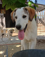 LEOPOLD, Hund, Mischlingshund in Griechenland - Bild 4