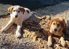 LEOPOLD, Hund, Mischlingshund in Griechenland - Bild 6