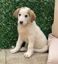 LEOPOLD, Hund, Mischlingshund in Griechenland - Bild 7