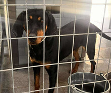ZARA, Hund, Mischlingshund in Griechenland - Bild 1