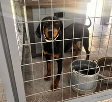 ZARA, Hund, Mischlingshund in Griechenland - Bild 2