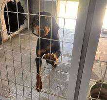 ZARA, Hund, Mischlingshund in Griechenland - Bild 3