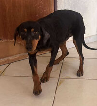 ZARA, Hund, Mischlingshund in Griechenland - Bild 4