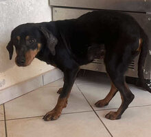 ZARA, Hund, Mischlingshund in Griechenland - Bild 5