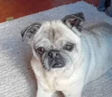 ROSITA, Hund, Mops in Portugal - Bild 1