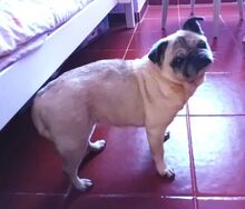 ROSITA, Hund, Mops in Portugal - Bild 2