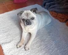 ROSITA, Hund, Mops in Portugal - Bild 3