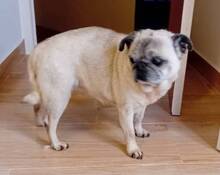 ROSITA, Hund, Mops in Portugal - Bild 4