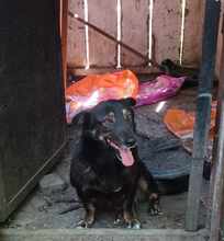 COCA, Hund, Mischlingshund in Gevelsberg - Bild 1