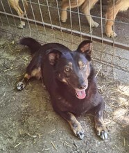 COCA, Hund, Mischlingshund in Gevelsberg - Bild 2
