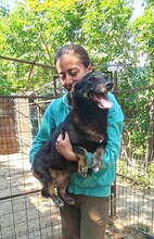 COCA, Hund, Mischlingshund in Gevelsberg - Bild 3