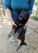 COCA, Hund, Mischlingshund in Gevelsberg - Bild 4