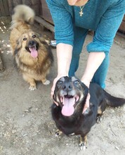 COCA, Hund, Mischlingshund in Gevelsberg - Bild 5
