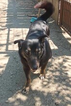 COCA, Hund, Mischlingshund in Gevelsberg - Bild 6