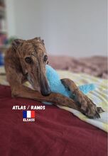 ATLASRAMOS, Hund, Galgo Español in Frankreich - Bild 1