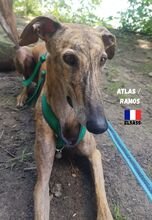 ATLASRAMOS, Hund, Galgo Español in Frankreich - Bild 2