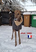 ATLASRAMOS, Hund, Galgo Español in Frankreich - Bild 3