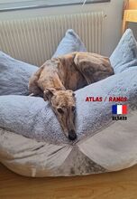 ATLASRAMOS, Hund, Galgo Español in Frankreich - Bild 4