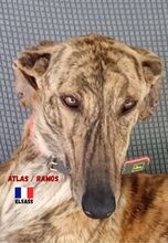 ATLASRAMOS, Hund, Galgo Español in Frankreich - Bild 5