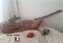 ATLASRAMOS, Hund, Galgo Español in Frankreich - Bild 7