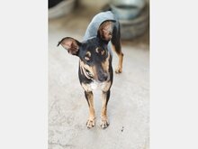 ELOISE, Hund, Mischlingshund in Bad Herrenalb - Bild 1