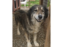 AJA, Hund, Mischlingshund in Rumänien - Bild 1