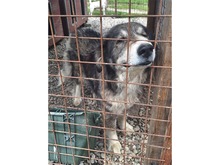 AJA, Hund, Mischlingshund in Rumänien - Bild 3