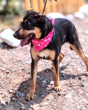 LACY, Hund, Mischlingshund in Spanien - Bild 2