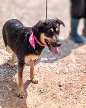 LACY, Hund, Mischlingshund in Spanien - Bild 3