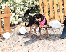 LACY, Hund, Mischlingshund in Spanien - Bild 4