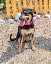 LACY, Hund, Mischlingshund in Spanien - Bild 5